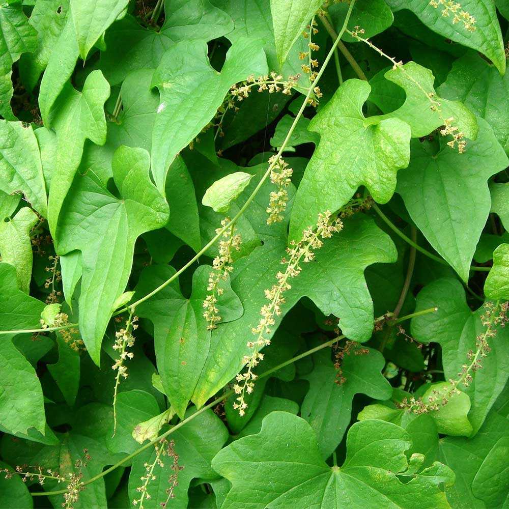 Диоскорея. выращивание и уход за травянистой лианой. кавказская и ниппонская разновидности диоскореи. лекарственные свойства диоскореи