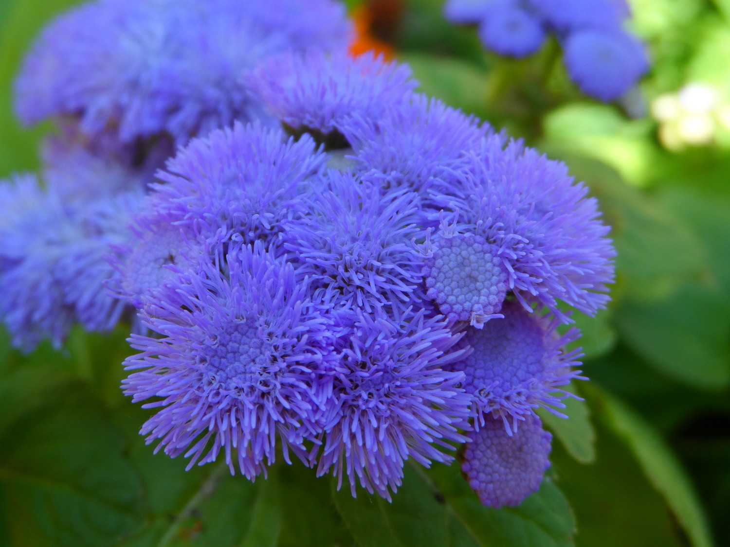Агератум: топ-150 фото цветов, учимся выращивать и ухаживать в открытом грунте