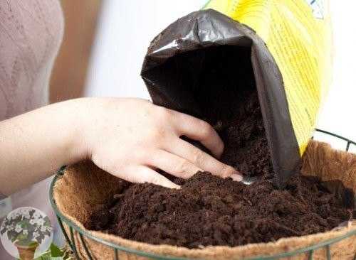 Грунт для рассады: как правильно приготовить почву для каждой культуры - дачные советы.ру