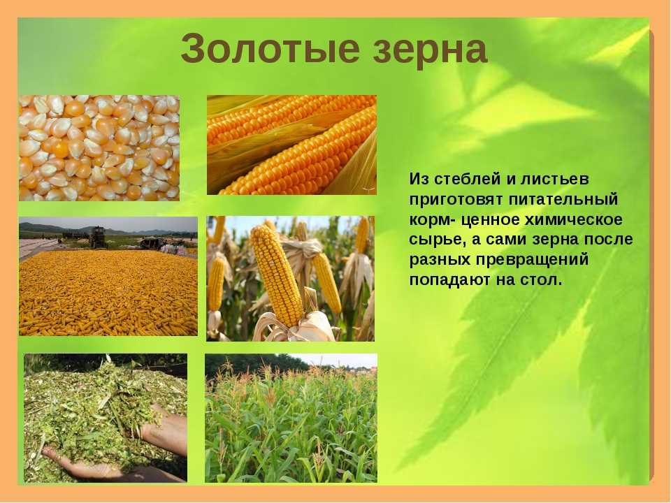 Кукуруза доклад 3 класс. Кукуруза зерновая культура. Кукуруза презентация 3 класс. Проект про кукурузу. Кукуруза овощная или зерновая культура.