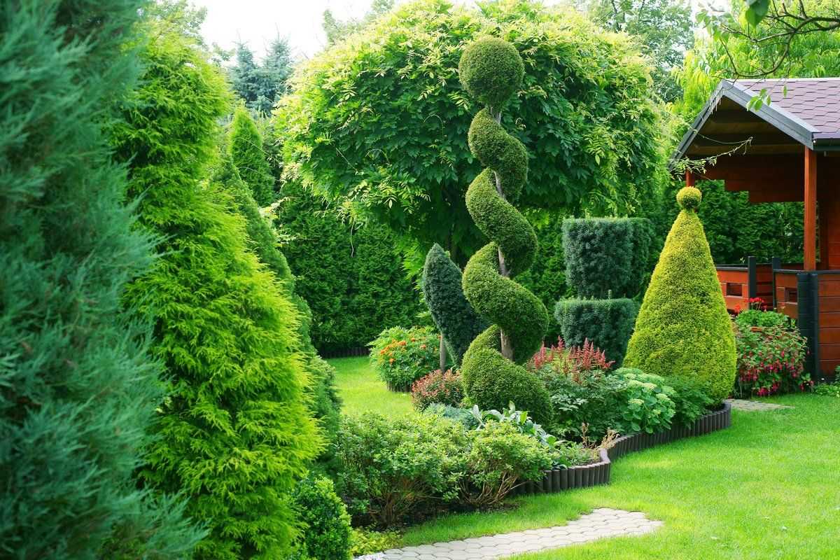 Можжевельник виргинский — 11 лучших сортов для вашего сада