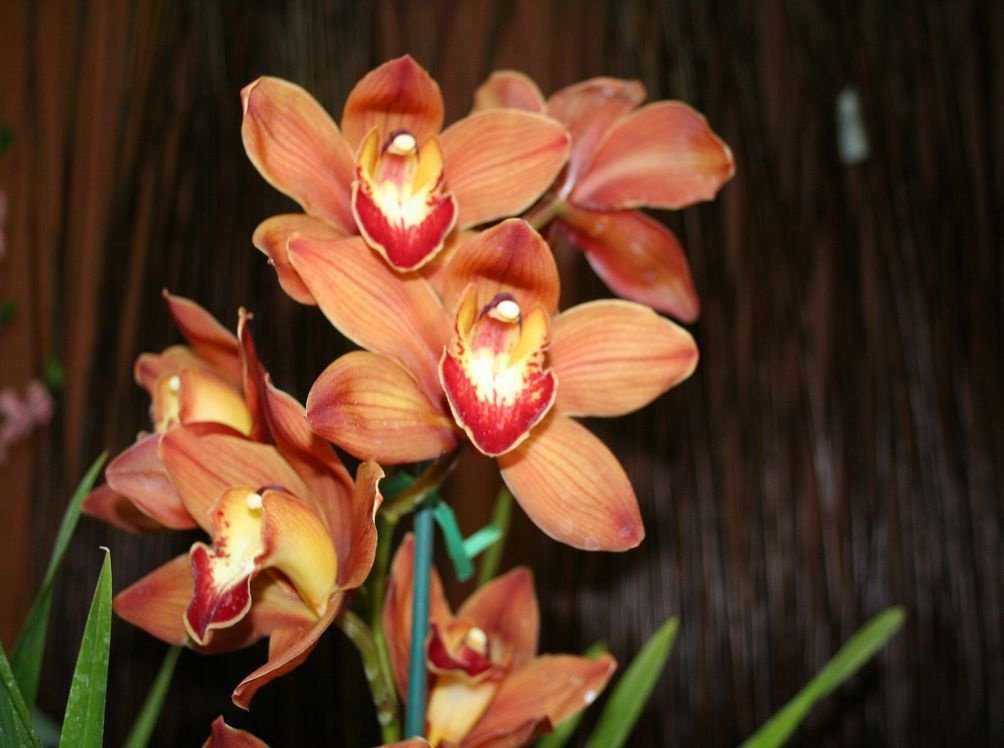 Цимбидиум — капризный, но шикарный «король орхидей». уход в домашних условиях. фото — ботаничка.ru