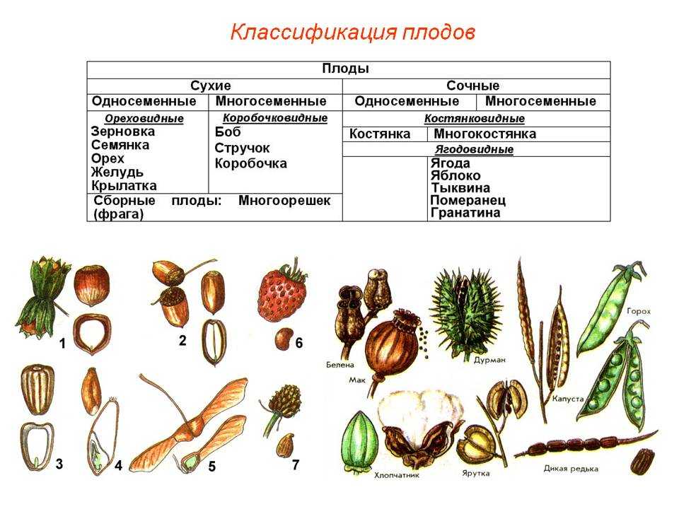 Семена и плоды гомеомерии семена