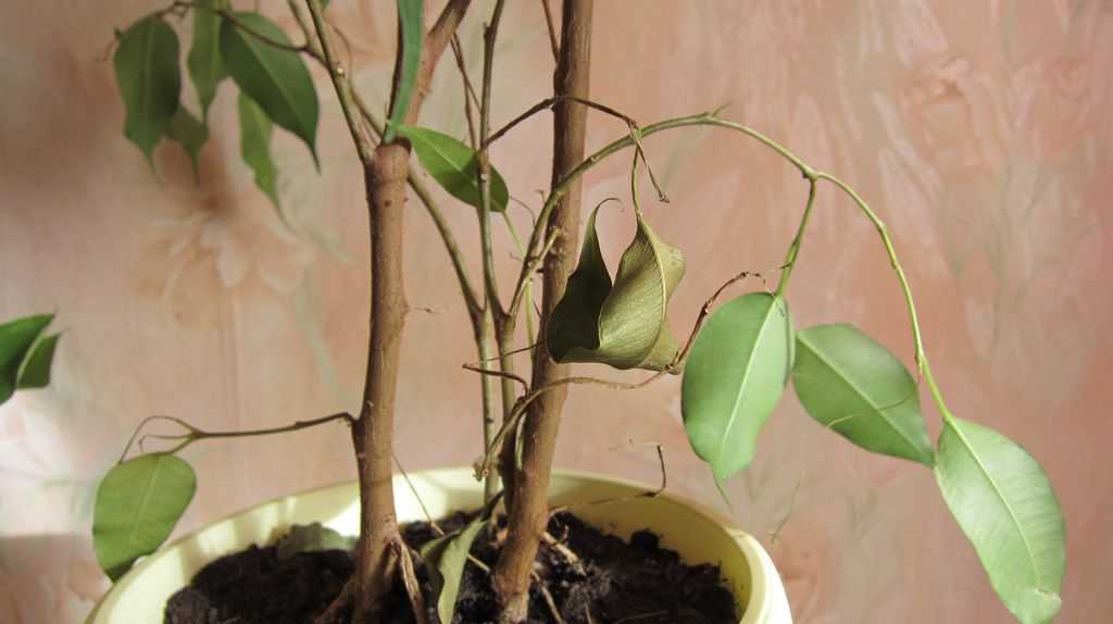 ᐉ осыпаются листья фикуса бенджамина, что делать. причины и методы лечения, если фикус сбрасывает листья
