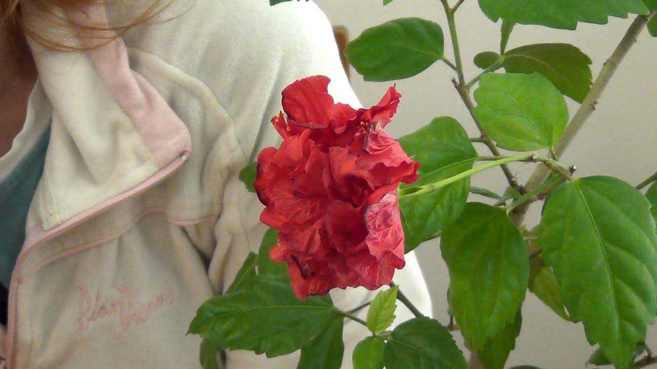 Виды китайской розы: фото и названия, описания различных сортов