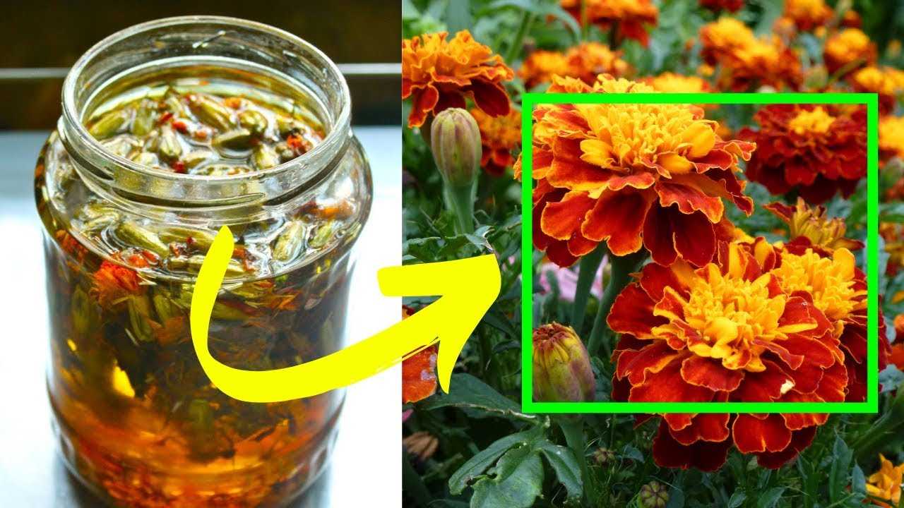 Чем так полезны цветы бархатцы: лучшие рецепты народной медицины