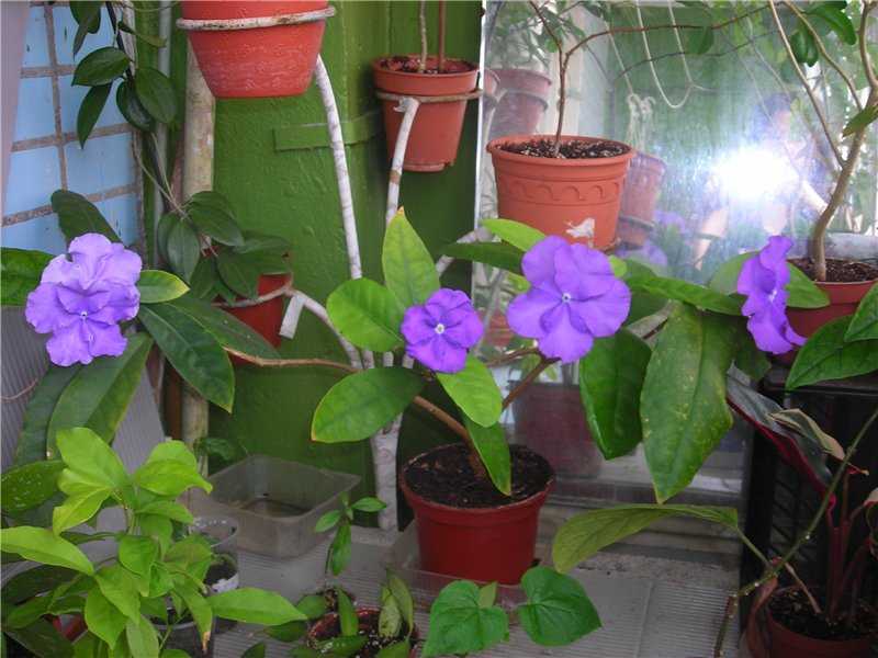 Брунфельсия - тропическое растение, требующее сложного ухода.