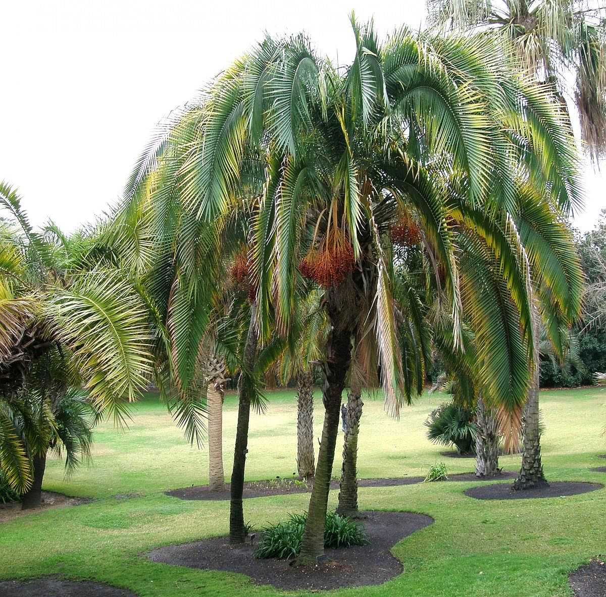 Как растут финики, как выглядят финиковые пальмы