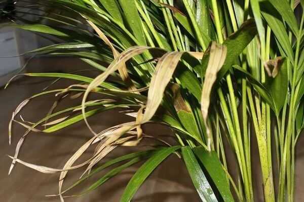 Хризалидокарпус - уход за пальмой в домашних условиях, размножение