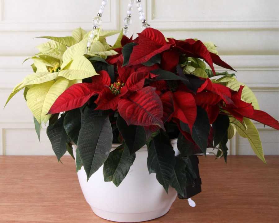 Пуансетия (пуансеттия) или рождественская звезда - уход в домашних условиях, фото цветка, как заставить цвести