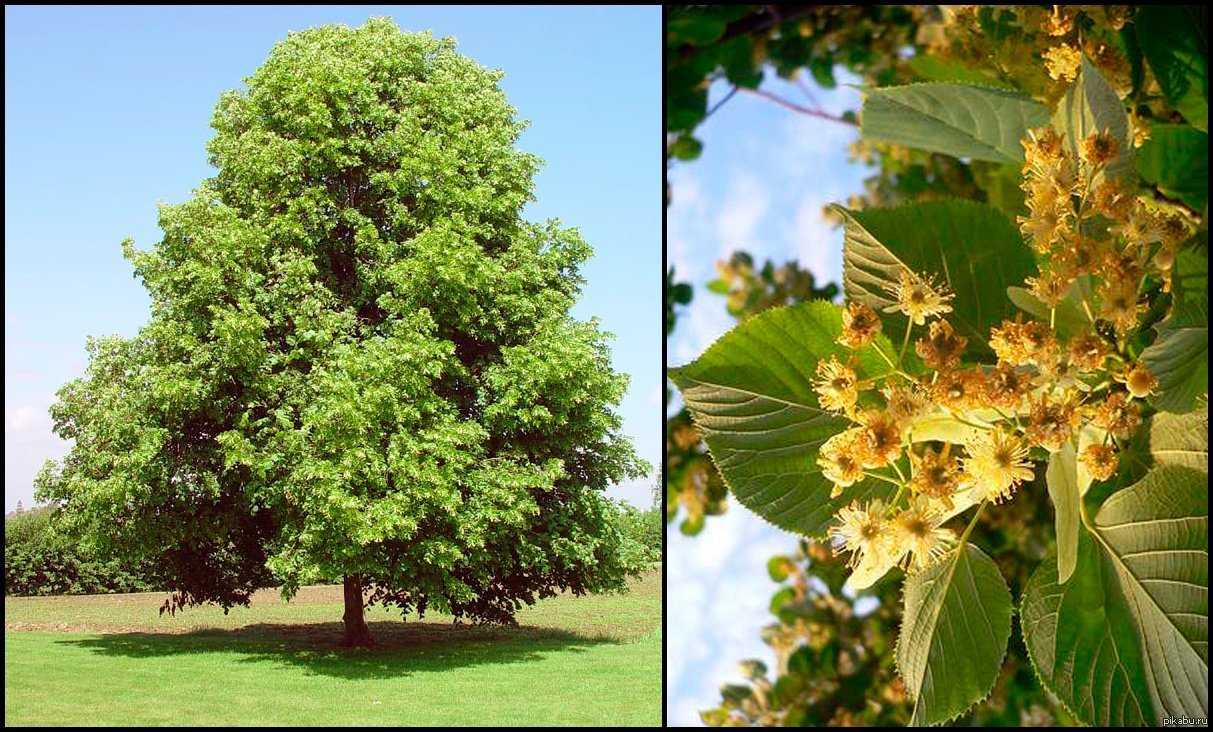 Дерево липа: описание ствола, кроны, плодов, цветков