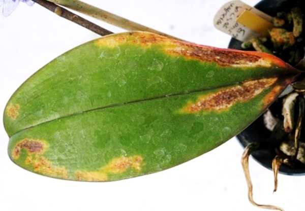 Орхидея фаленопсис – уход в горшке в домашних условиях