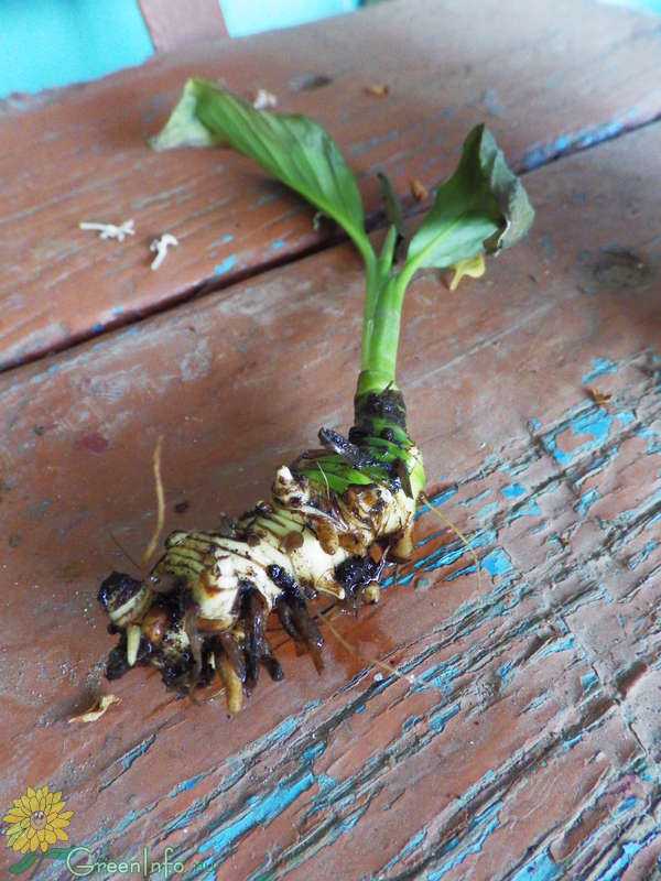 Спатифиллум не цветет, у него чернеют листья и другие проблемы растения