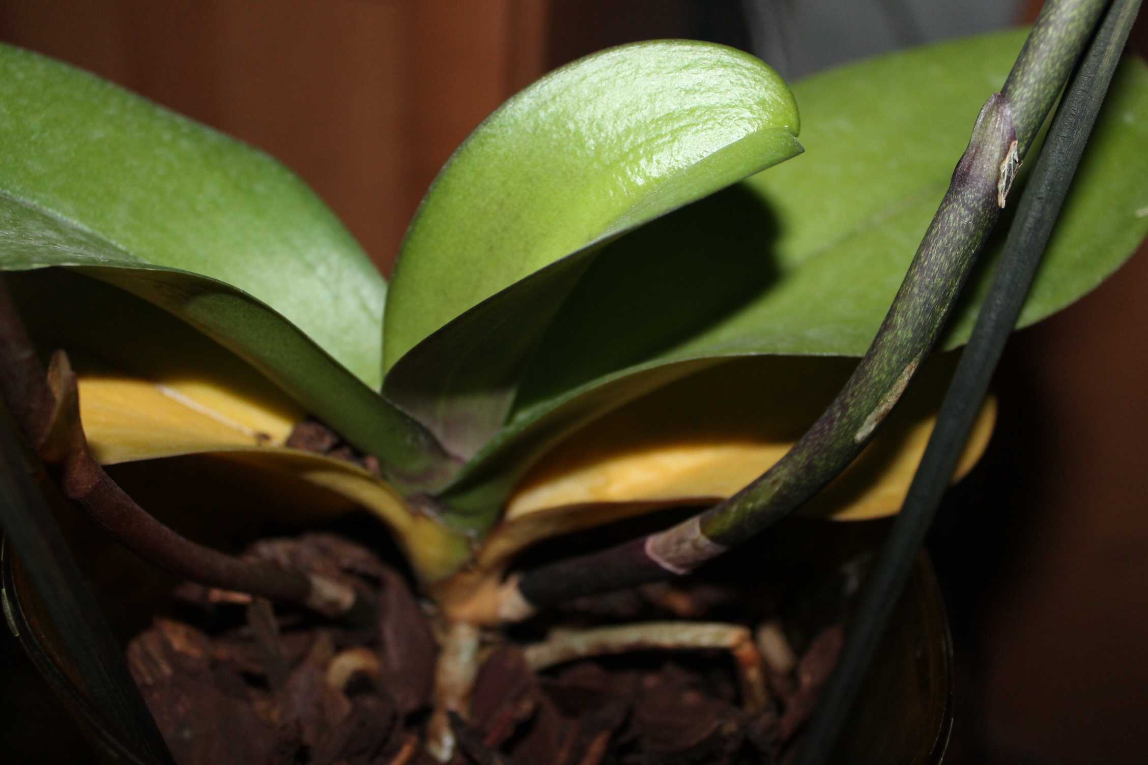 Результативная реанимация орхидеи без листьев в домашних условиях