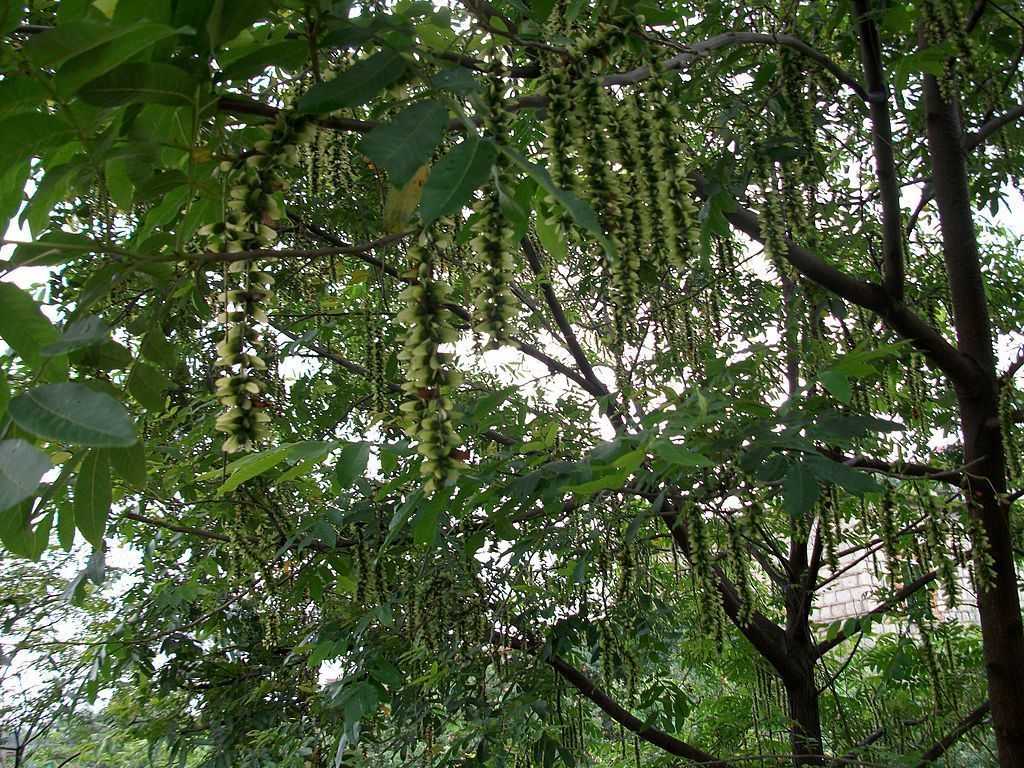 Pterocarya fraxinifolia (lam.) spachописание таксона
