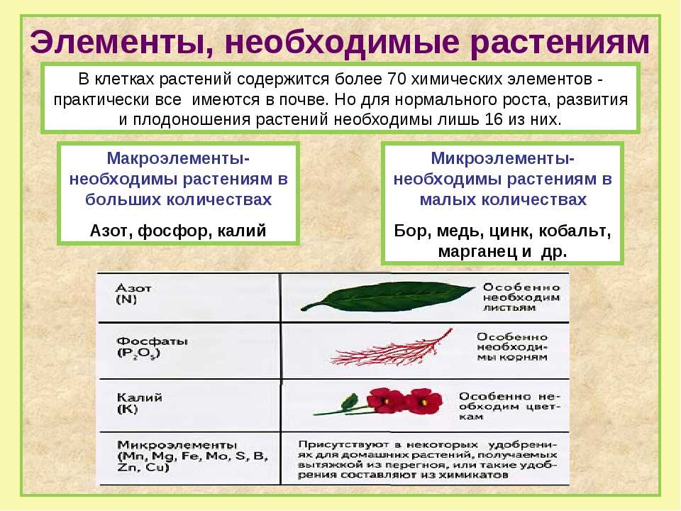 Питание растений, роль макро и микро элементов