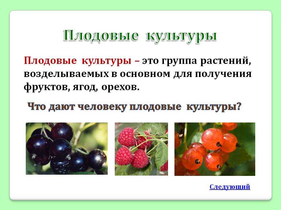 Плодово-ягодные культуры: основные группы и их особенности