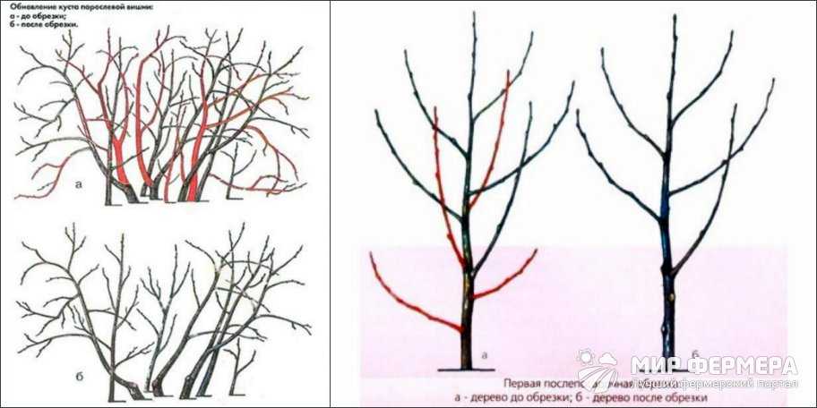Войлочная вишня — описание сорта, посадка, выращивание и уход в собственном саду. выбор саженца и особенности обработки дерева (85 фото)