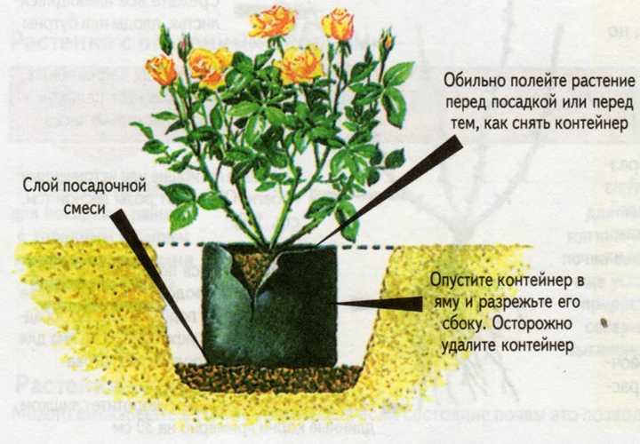 Как посадить розу весной - обрезка, замачивание, посадка