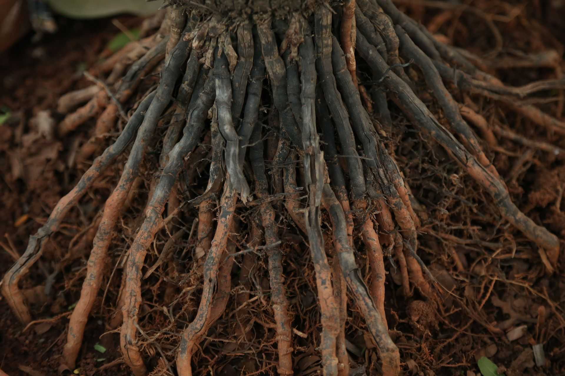 Особенности строения корня и основные типы корневых систем растений