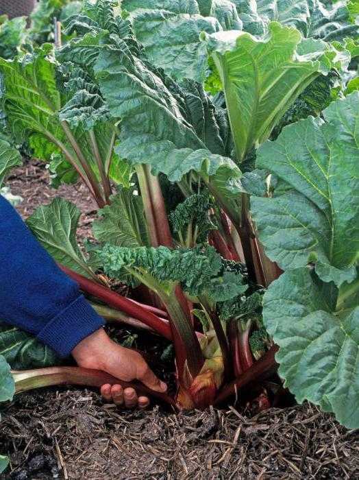 Ревень: полезные и опасные свойства овоща