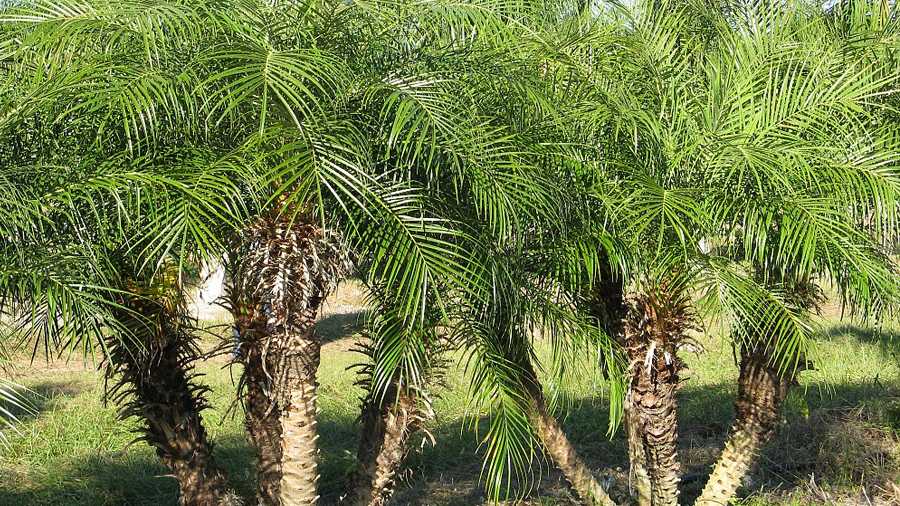 Финиковая пальма из косточки в домашних условиях: как посадить и как ухаживать