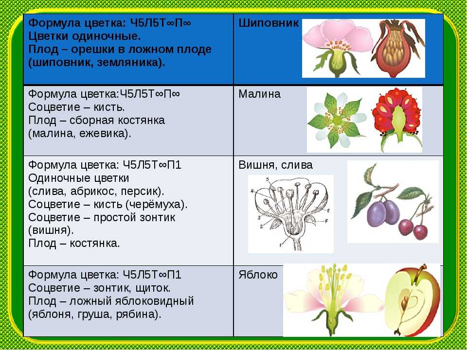 Семейство розоцветные - представители и названия розоцветных растений, признаки и значение