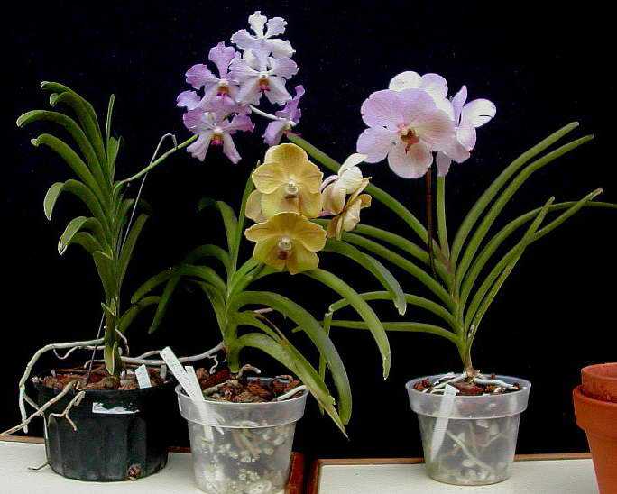 Можно ли размножить орхидею листом