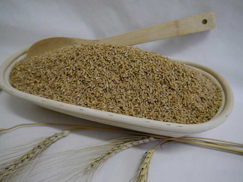Пшеница полба: технология возделывания