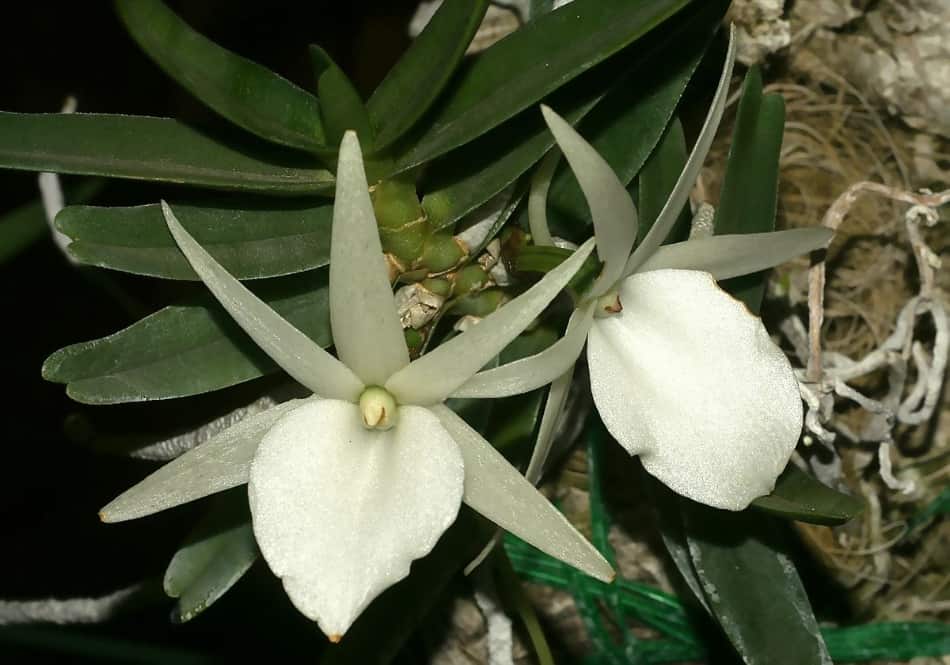 Орхидея ангрекум: уход в домашних условиях, пересадка, грунт