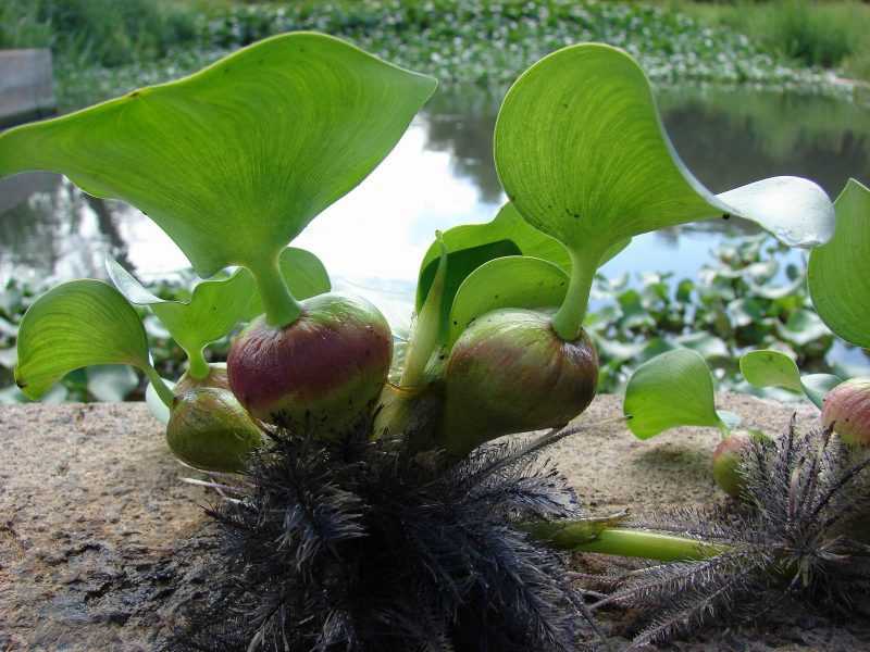 Эйхорния: «зеленая чума» или прекрасное водное растение?