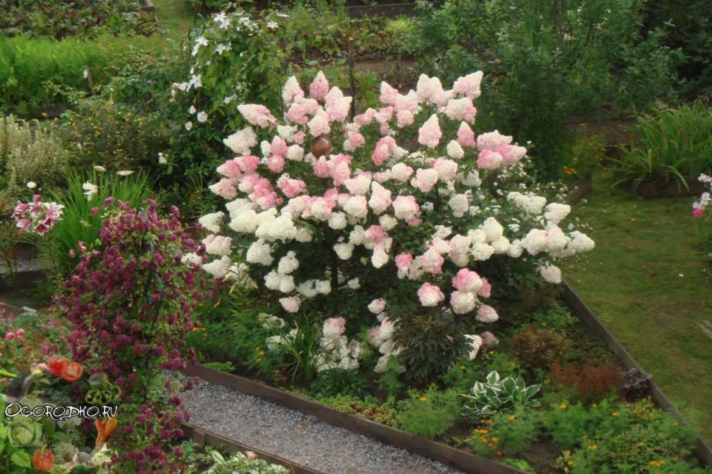 Декоративные кустарники для дачи: 26 цветущих против 12 лиственных
