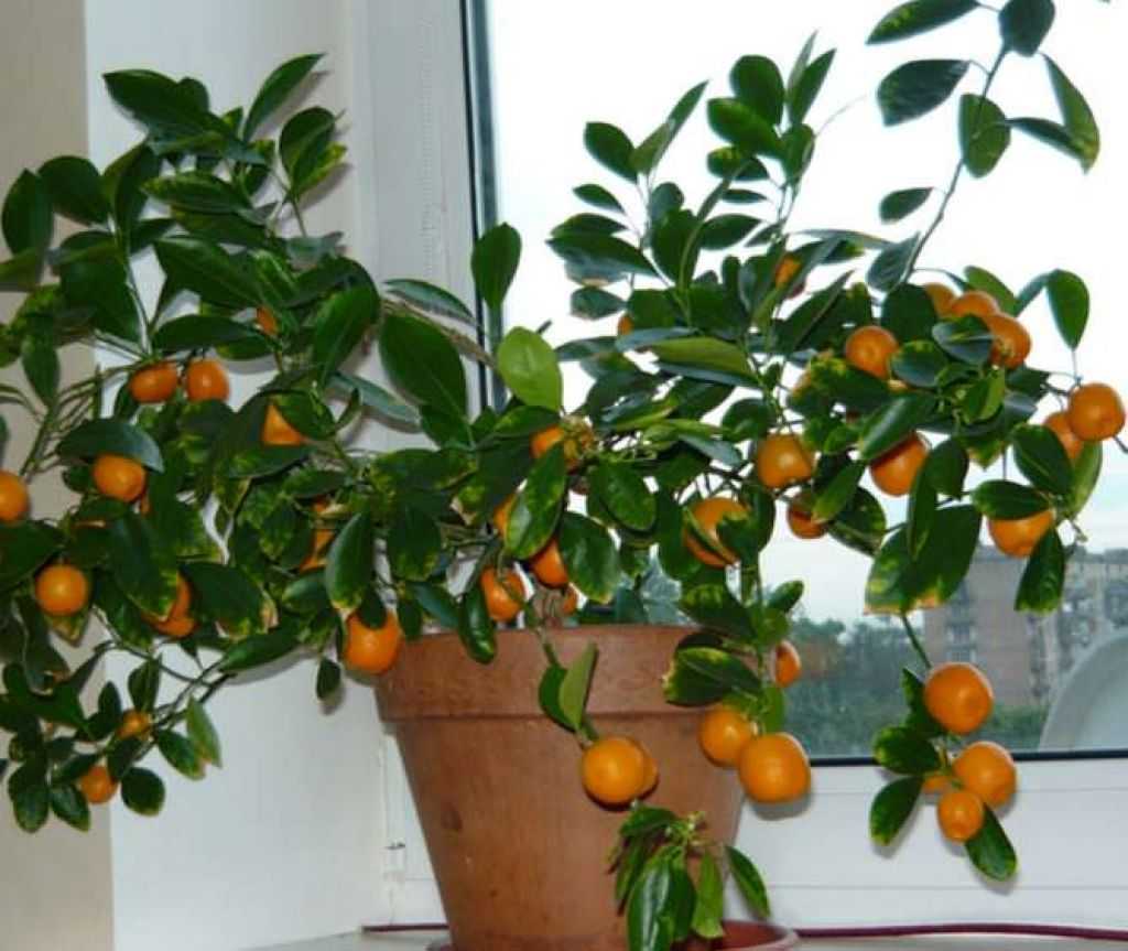 Каламондин: как вырастить золотой апельсин у себя на подоконнике и как добиться щедрого урожая | огородники