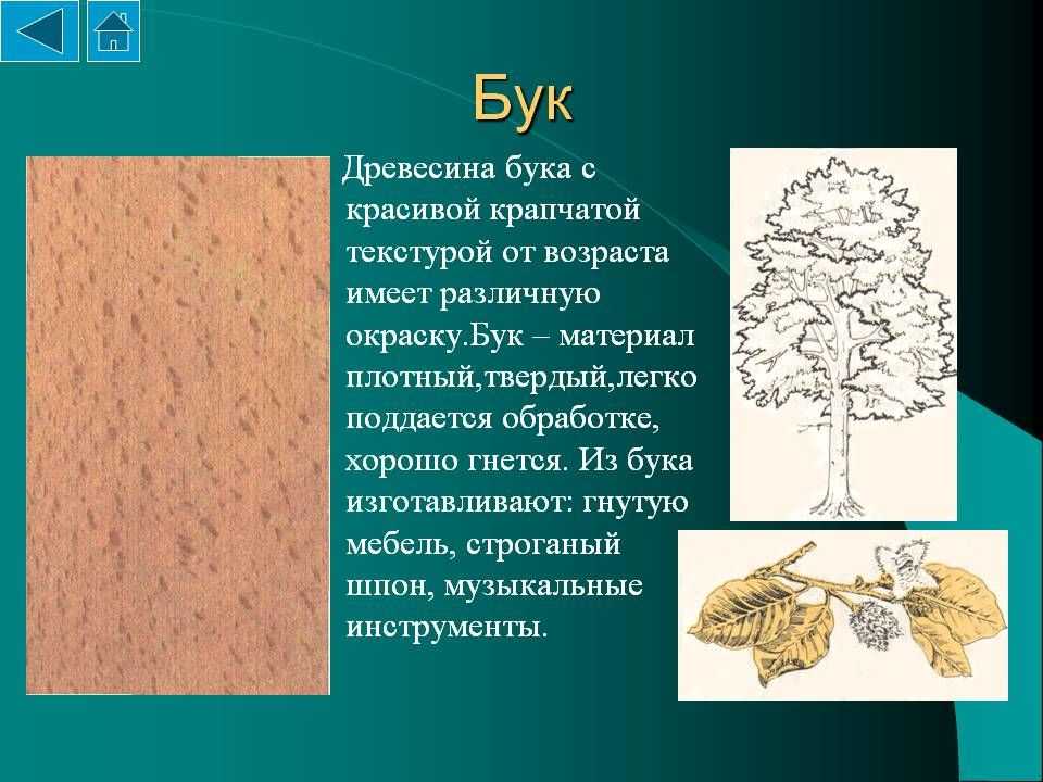 Бук: описание дерева, где растет, виды, посадка и уход