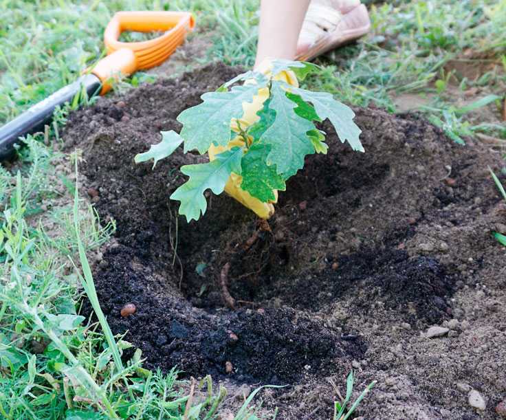 Как правильно посадить дуб в домашних условиях из желудя и саженцами