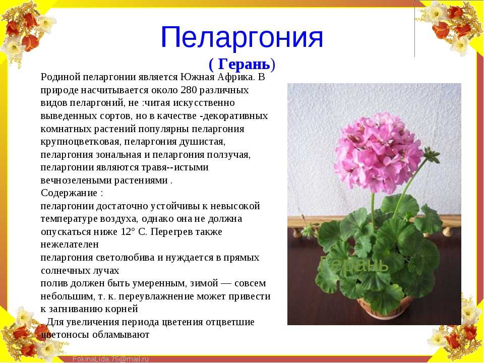 ✅ пеларгония ambrose - cvetochki-yaroslavl.ru