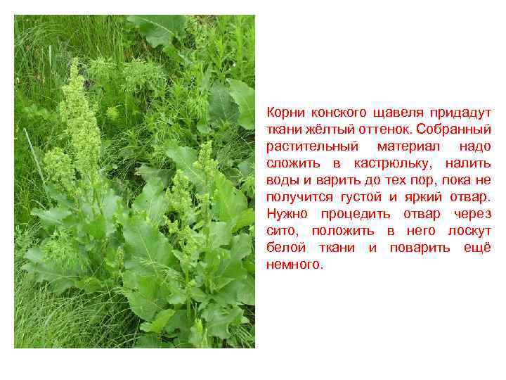 Конский щавель (кислица, грыжная трава): лечебные свойства и противопоказания, можно ли употреблять в пищу семена, корень, где растет