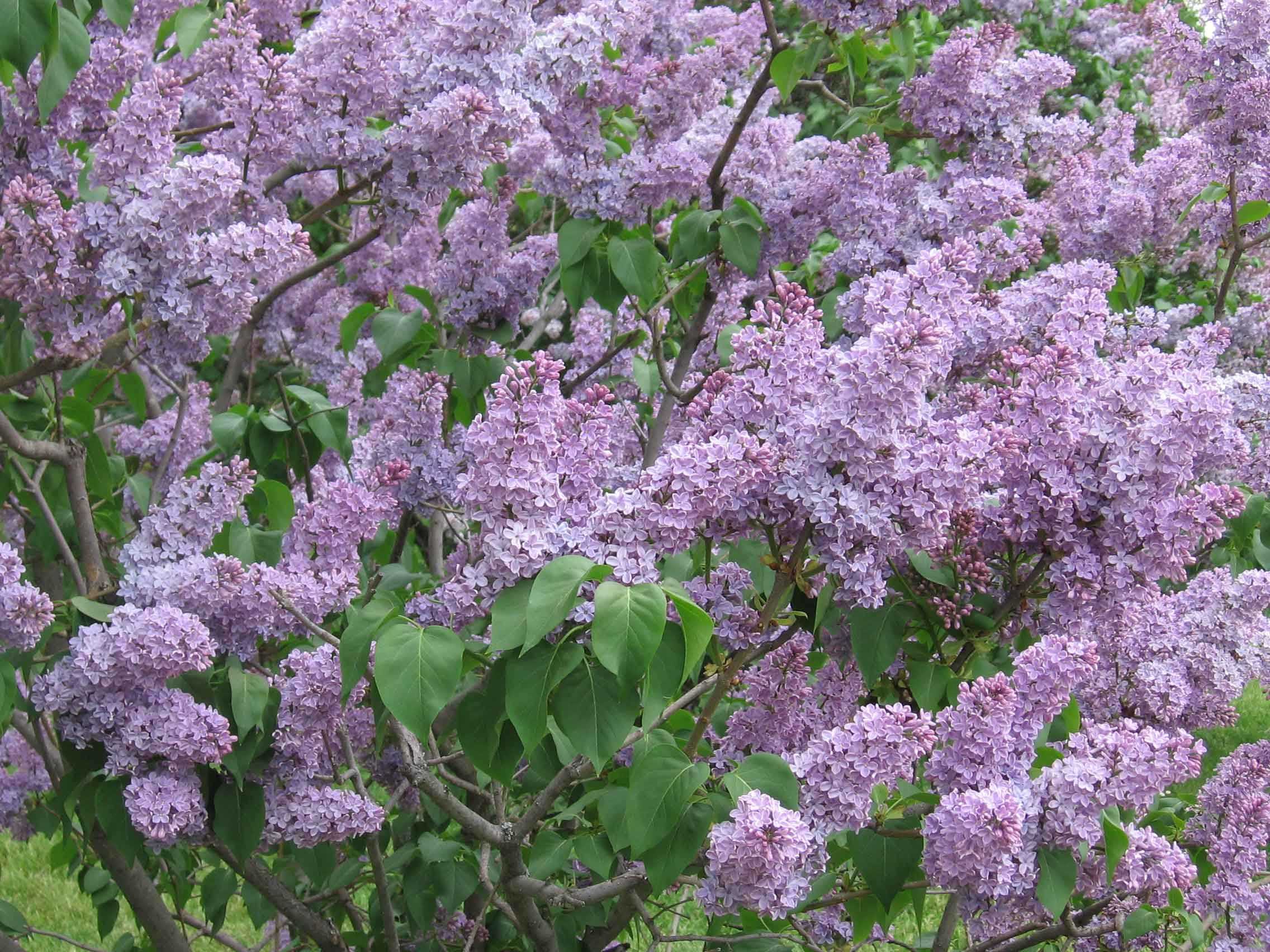 Сирень амурская – описание, когда цветет, популярные сорта, как правильно посадить?