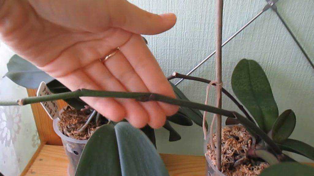 Болезни корней орхидей фаленопсис и их лечение с фото: почему они чернеют, стали плохие или их не видно после пересадки?