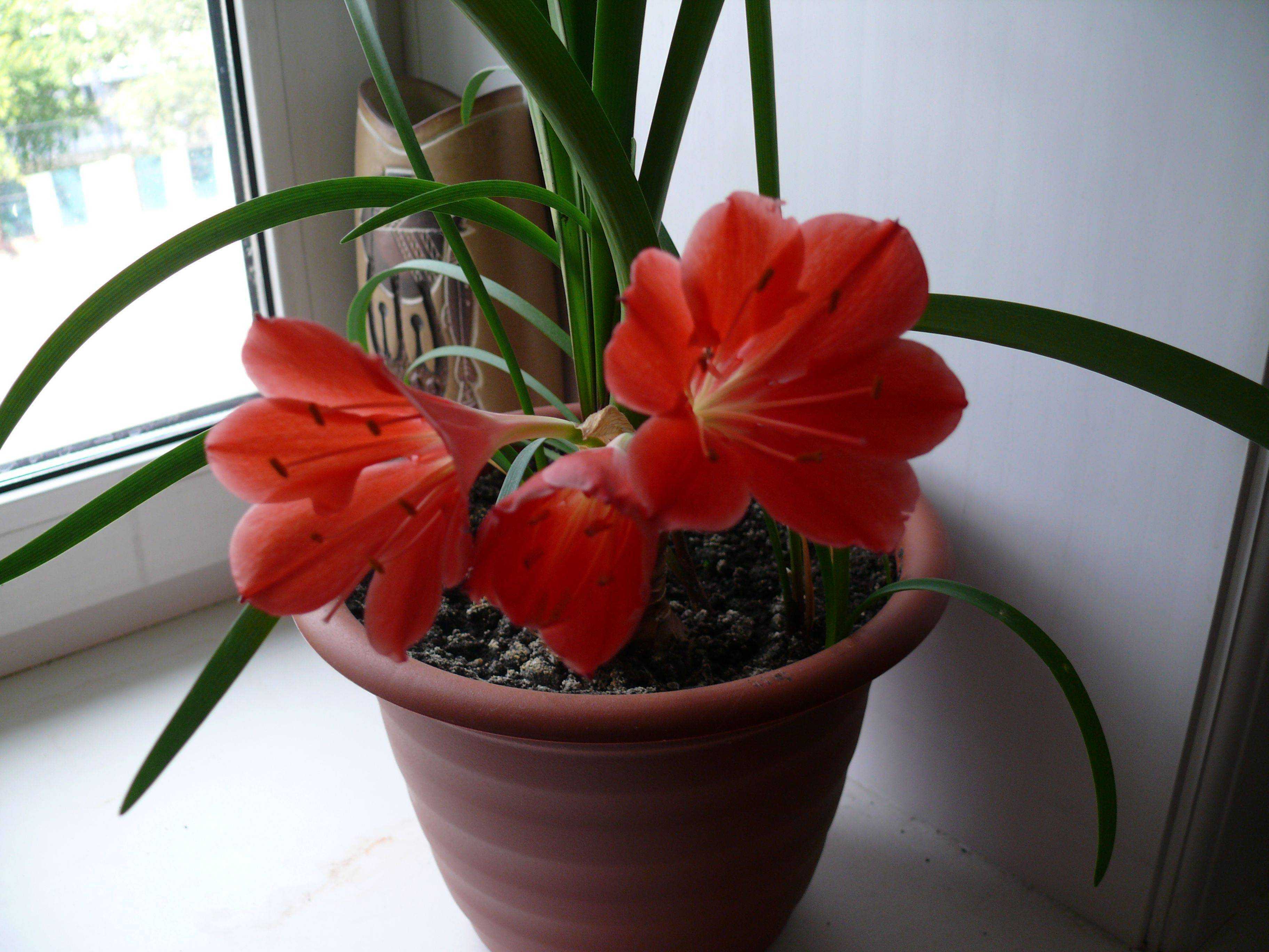 Цветок валлота: уход и выращивание в домашних условиях, фото сортов, таких как прекрасная, пурпурная и других
