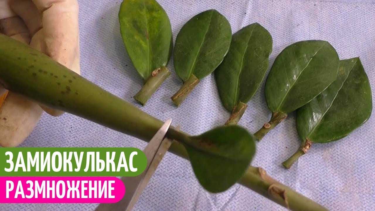 Замиокулькас - модное растение для дома! - журнал амром