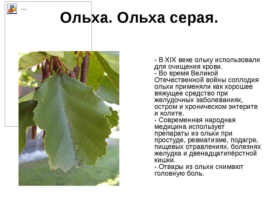 Как выглядит и где растет дерево ольха (olha): описание и основные сорта, область применения и сбор шишек