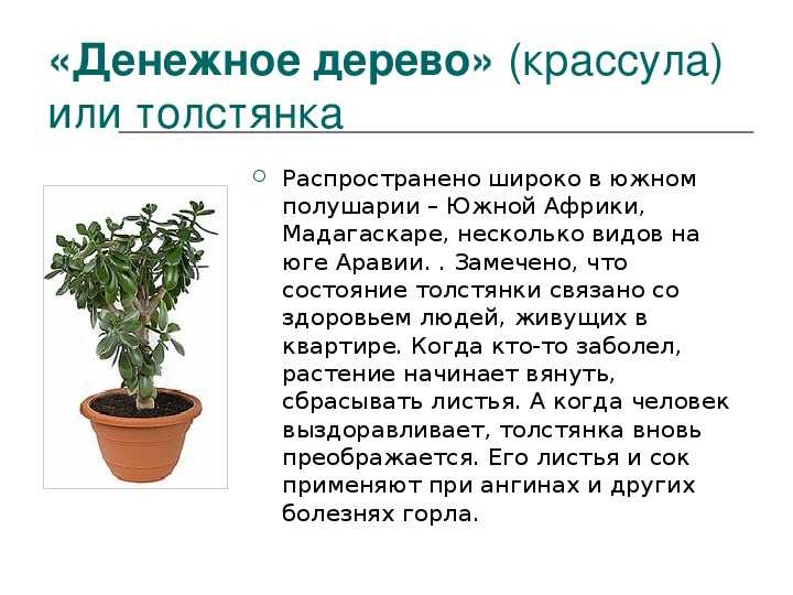 ✅ денежное дерево (толстянка, крассула) - уход в домашних условиях, выращивание, цветение, размножение