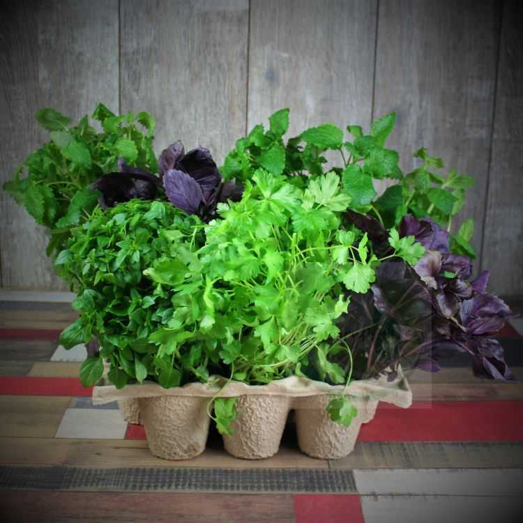 Кресс салат выращивание на подоконнике без земли из семян зимой в домашних условиях