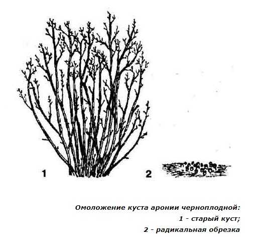Арония земляничниколистная декоративные деревья и кустарники - мечети мира