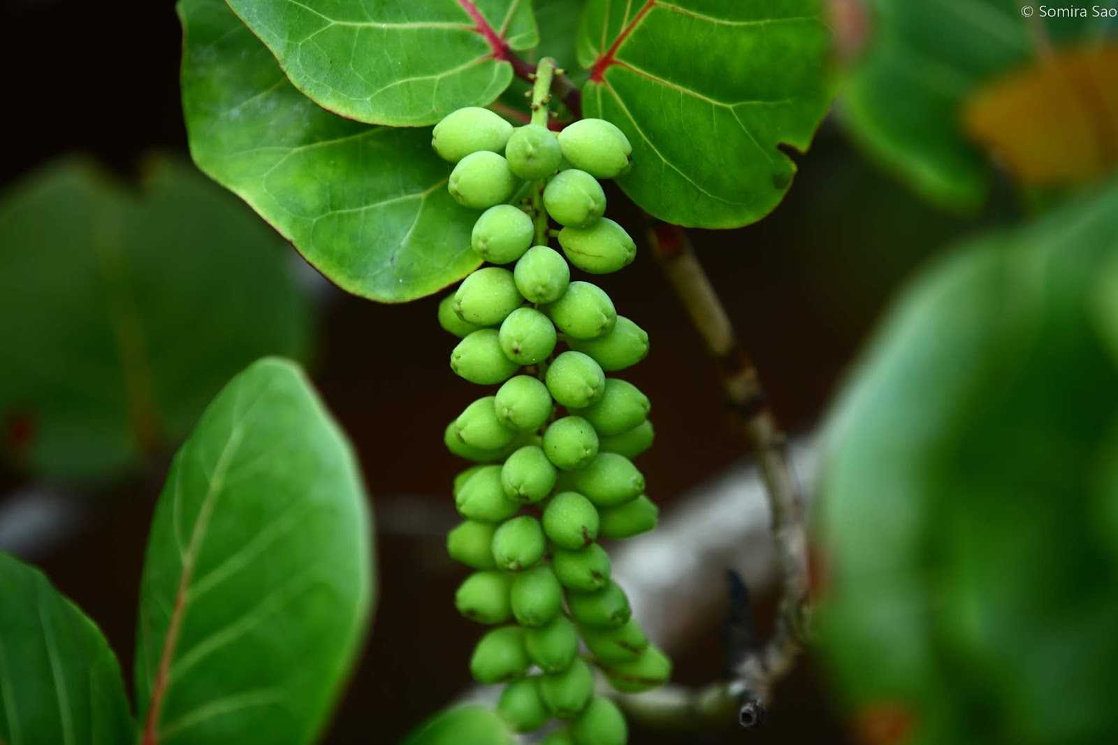 Кокколоба ягодоносная (морской виноград): фото, выращивание и уход