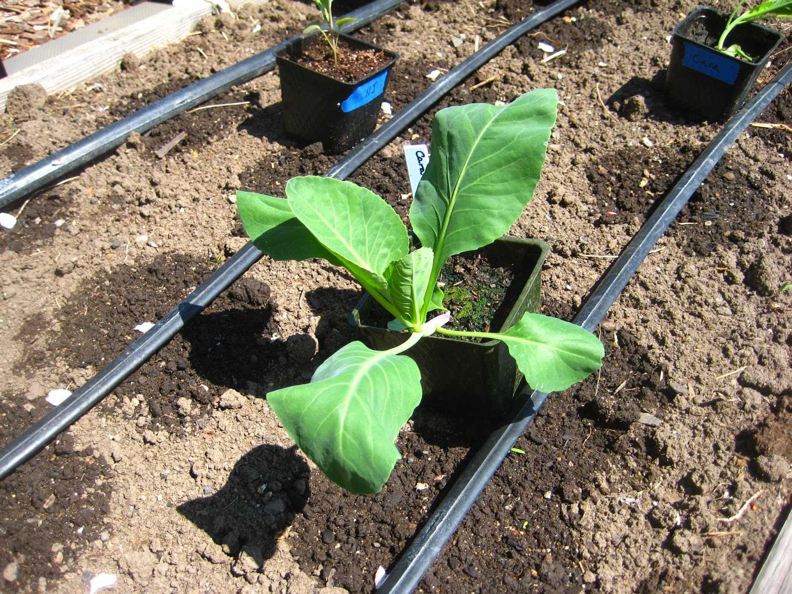 Агротехника выращивания капусты белокочанной в открытом грунте