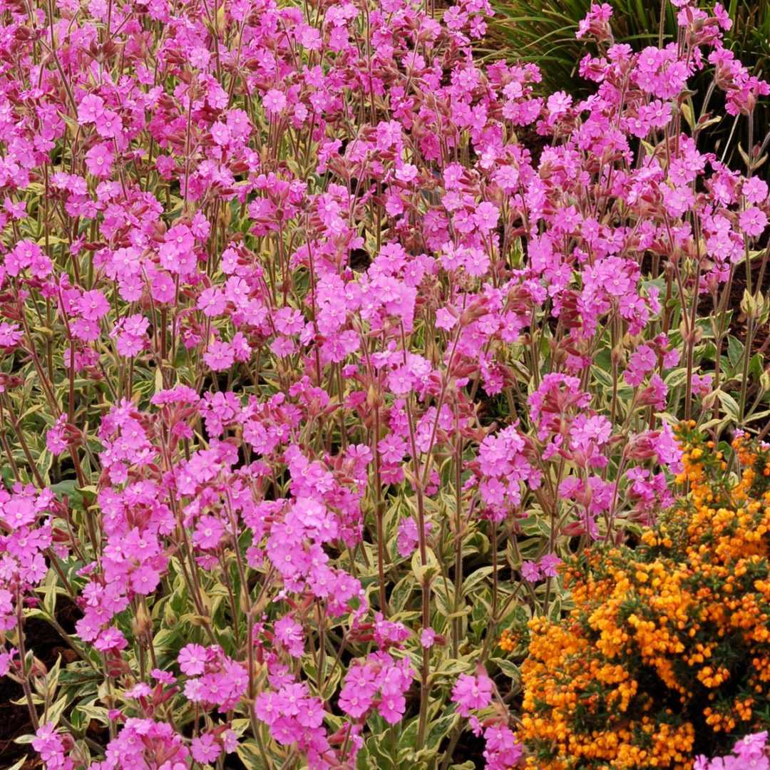 Смолевка – нежная россыпь ярких цветов для альпийской горки