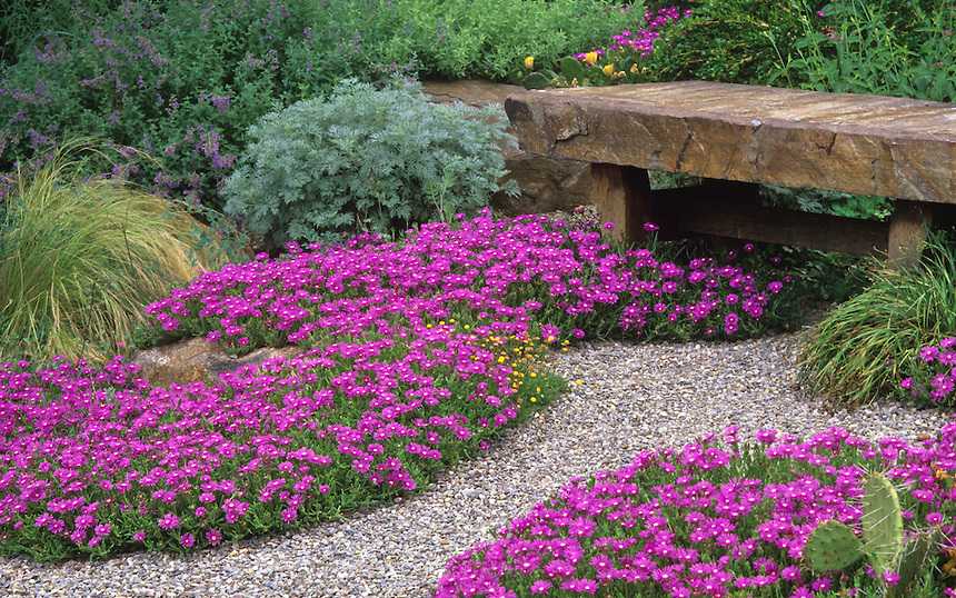 Родогипоксис: посадка и уход за цветком в домашних условиях, применение в саду и ландшафтном дизайне