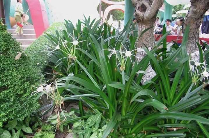 Кринум: посадка и уход растения, фото цветка и луковицы